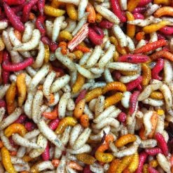 Willy Worms 1/2 Gallon Mixed Maggots -1 Week Old