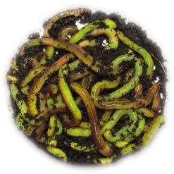 Willy Worms 40g Bright Green Dendrobaenas Live Bait