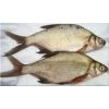 Willy Worms Bream Large 2 Pack