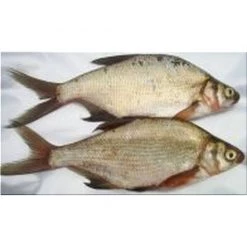 Willy Worms Bream Large 2 Pack