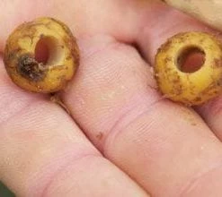 Carp & Barbel Carp Spirit - Boilie Drill