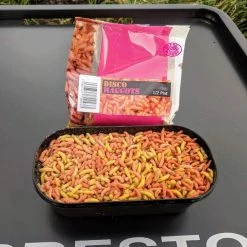 Willy Worms Disco Maggots Live Bait