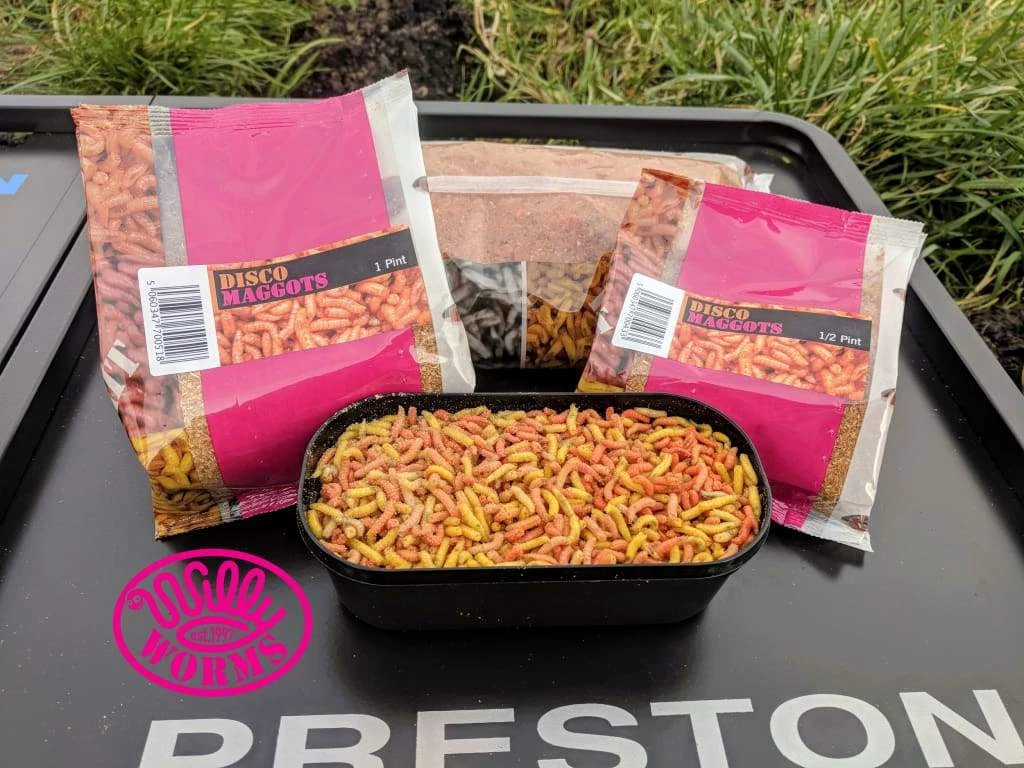 Willy Worms Disco Maggots Live Bait