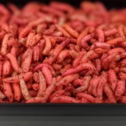 Willy Worms Fluro Maggots Live Bait