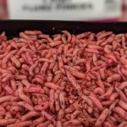 Willy Worms Fluro Pinkies