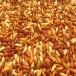 Willy Worms Fresh Casters 1 Pint