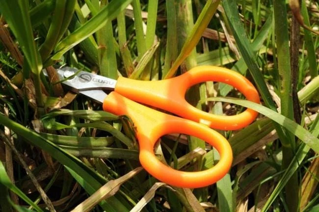 Guru Rig Scissors