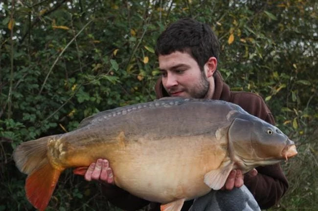 Korda Ready Tied Chod Rigs