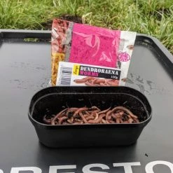 Willy Worms Live Bait Large Dendrobaenas