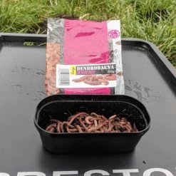 Willy Worms Live Bait Large Dendrobaenas