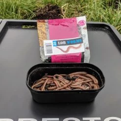 Willy Worms Live Bait Lob Worms