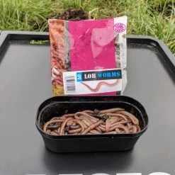 Willy Worms Live Bait Lob Worms