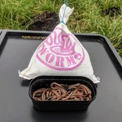 Willy Worms Live Bait Lob Worms