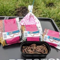 Willy Worms Live Bait Lob Worms