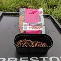 Willy Worms Medium Dendrobaenas