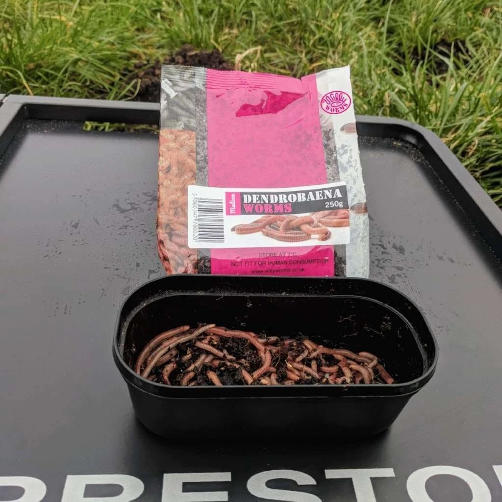 Willy Worms Medium Dendrobaenas