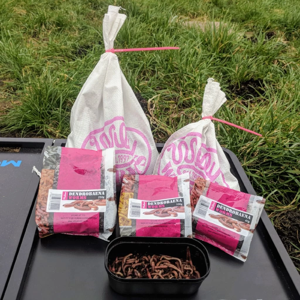 Willy Worms Medium Dendrobaenas