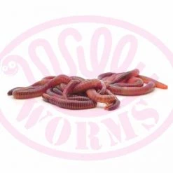 Willy Worms Medium Dendrobaenas