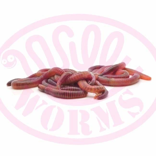Willy Worms Medium Dendrobaenas