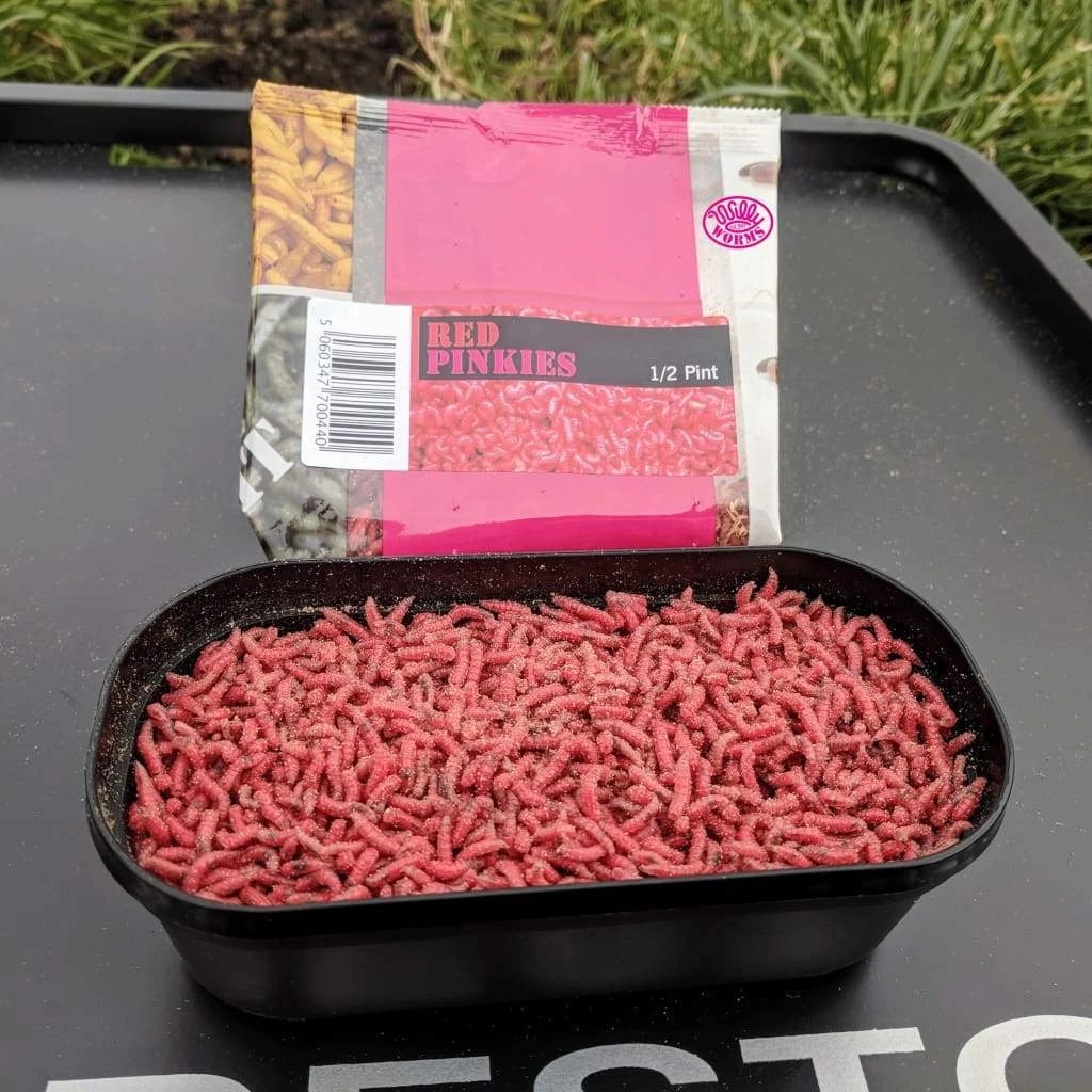 Willy Worms Red Pinkies Live Bait