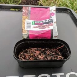 Willy Worms Small Dendrobaenas