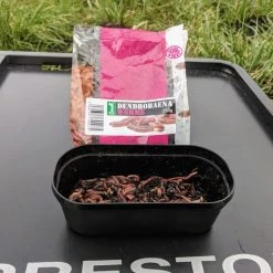 Willy Worms Small Dendrobaenas