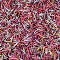 Willy Worms Stretched Dead Maggots Live Bait