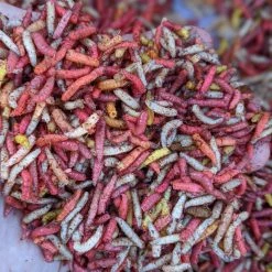 Willy Worms Stretched Dead Maggots Live Bait