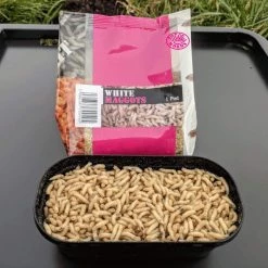 Willy Worms Live Bait White Maggots
