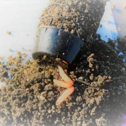 Fishing Bait Win-Win Finesse 1.5kg